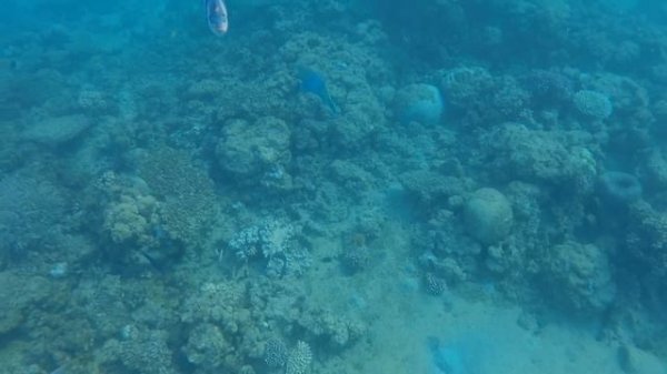 SHARK ATTACK EGYPT 2018