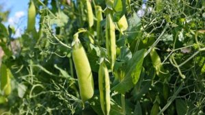 ЛУЧШИЕ СОРТА САХАРНОГО ГОРОХА || любимые сорта гороха