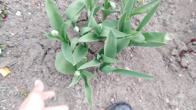 25.04.2020 года. Дачный влог. смотреть онлайн