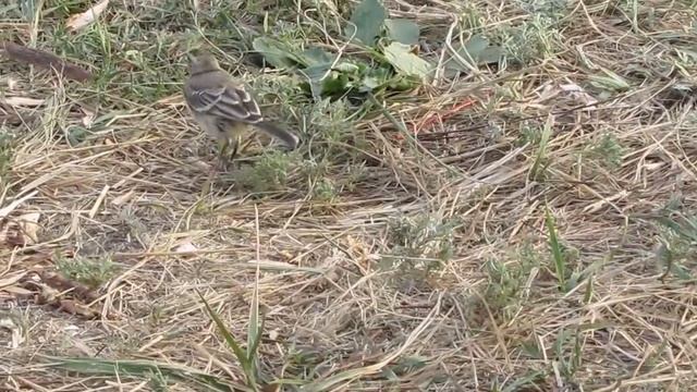 трясогузка почти ручная у палатки ест миндаль смотреть онлайн