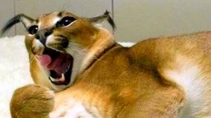 Шлёпа рассказывает анекдот