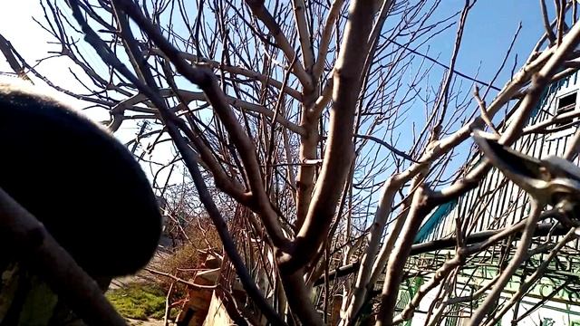 Инжир обрезка 23го года смотреть онлайн