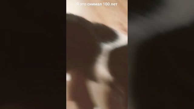 кот гепард смотреть онлайн