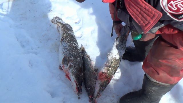 Рыбалка зимой 2024 Щука на 9500 кг. рекордный улов в этом году. смотреть онлайн