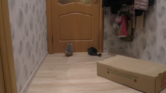 ШИНШИЛЛЫ НА ПРОГУЛКЕ/ НАСТЫРНАЯ ШИНШИЛЛА смотреть онлайн