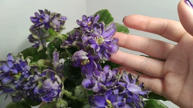 Фиалки. Цветение ? смотреть онлайн
