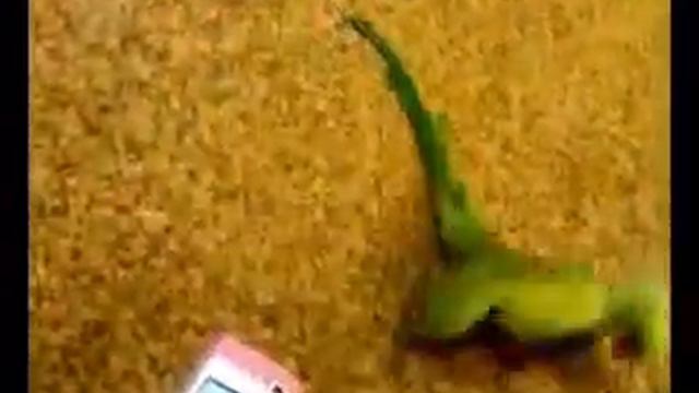 Ожереловый попугай выдаёт Dubstep!