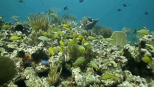 Diving Cayo Largo del Sur Cuba 21.12.2014 смотреть онлайн