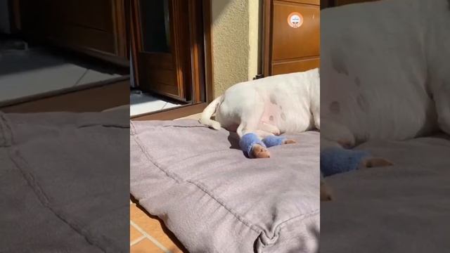 Funny Bull Terrior | 5 Interesting Facts About Bull Terrior| Pitbull Planet смотреть онлайн