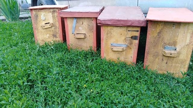 Ловля роев 2020,Как поймать рой,Ловушки для пчел,Пчеловодство для начинающих, Beekeeping смотреть онлайн