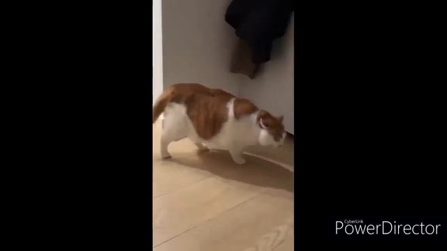 Most Funny Videos Of Cats And Dogs On Internet 2023. #fun #animal #funny