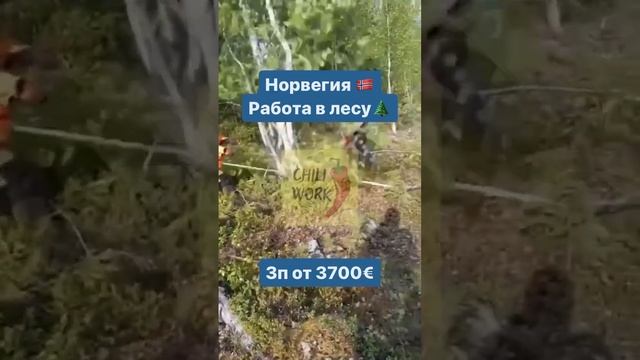 Норвегия ?? работа в лесу? смотреть онлайн