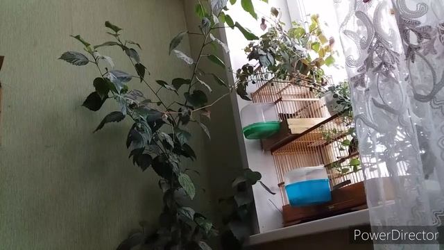 Поёт реполов,большая синица и черноголовка смотреть онлайн