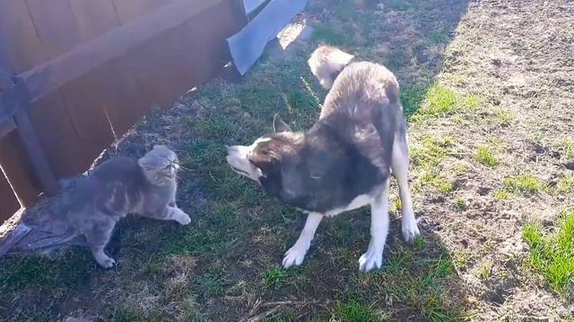 Встреча кота и собаки. Кот явно ей не рад смотреть онлайн