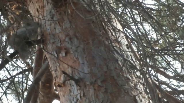 Белка и сосна\Squirrel and pine смотреть онлайн
