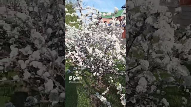 #природа #весна #лето #shorts смотреть онлайн