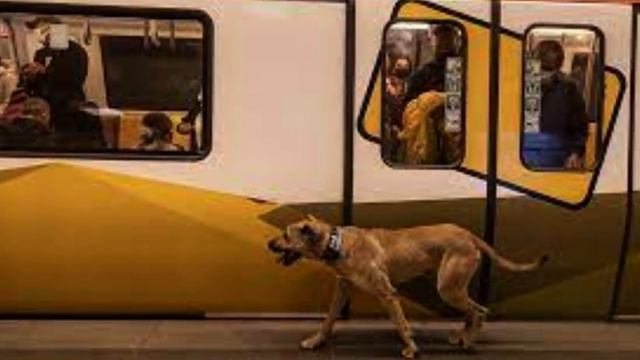 Каждый день в метро едет собака, за которой следует человек, который в конце концов понимает, почем смотреть онлайн