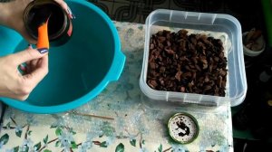 ОТЛИЧНЫЙ и ПРОСТОЙ способ обработки коры для орхидей ДО ПОСАДКИ. #орхидея