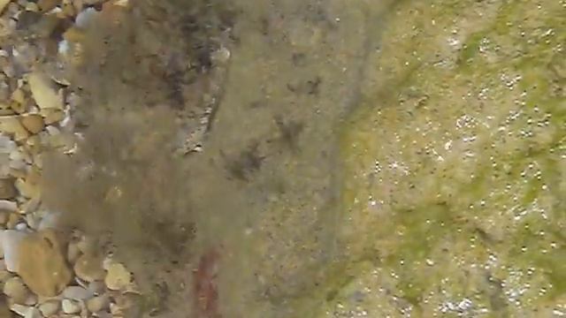 найди рыбку.AVI смотреть онлайн