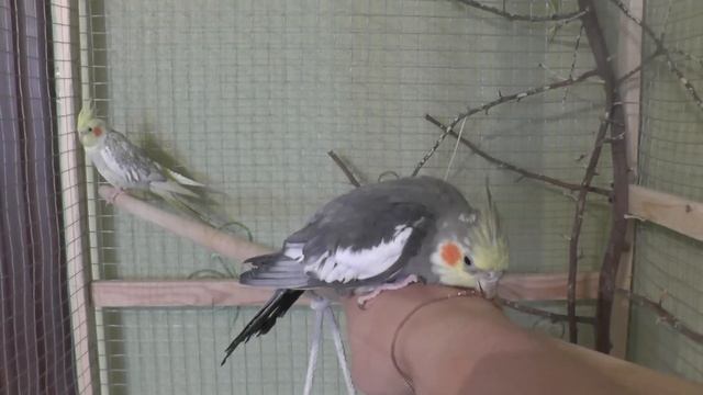 Как определить возраст попугая кореллы 1. смотреть онлайн