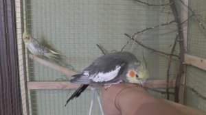 Как определить возраст попугая кореллы 1.