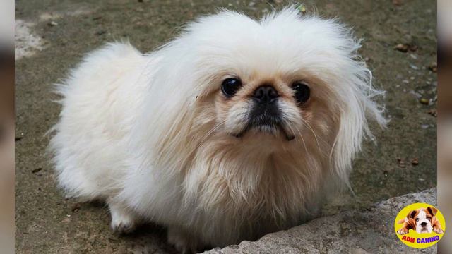 🚨CUIDADOS DE LAS RAZAS DE PERROS TOY смотреть онлайн
