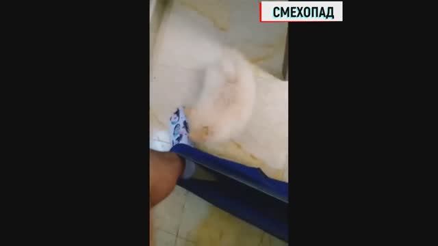 хахах)))) смотреть всем просто кринж смотреть онлайн
