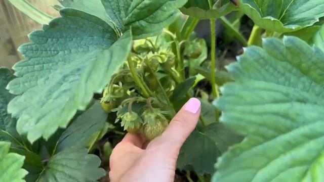 КАК УХАЖИВАЮ ЗА КЛУБНИКОЙ ВО ВРЕМЯ ПЛОДОНОШЕНИЯ. КАКИЕ СОРТА ВЫРАЩИВАЮ смотреть онлайн