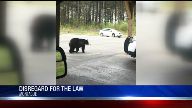 Mama bear had no fear of the law смотреть онлайн