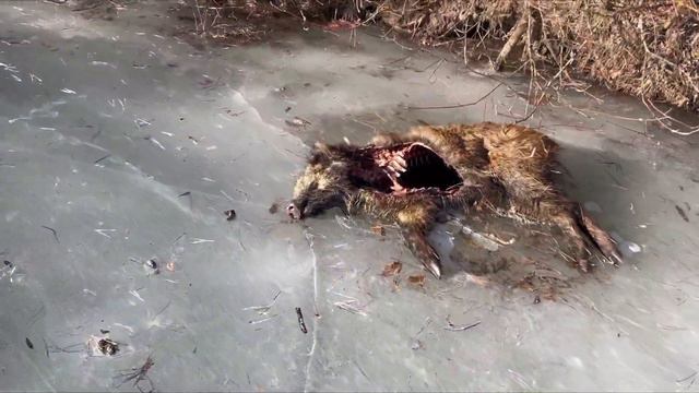 На коньках по тонкому льду xd смотреть онлайн