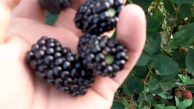 Ожина сорт Натчез. Огляд ягоди. смотреть онлайн