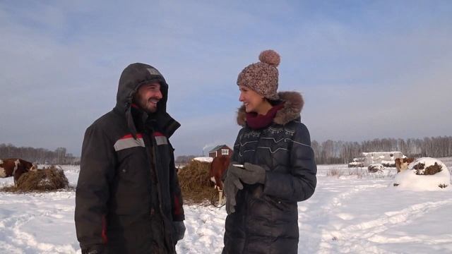 Вопрос ответ #13: Планы, коровы, сыры смотреть онлайн