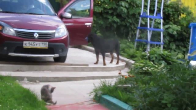 Кошка защищает котенка от ротвейлера.Воспитание и дрессировка собаки.Ротвейлер день за днем смотреть онлайн
