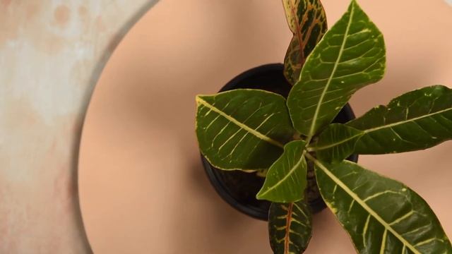 Croton Petra By Inntinn.in