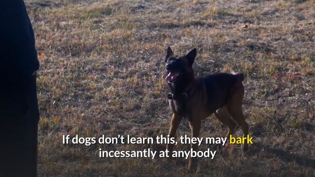 How to Train your German Shepherd Dog to be a Guard Dog смотреть онлайн