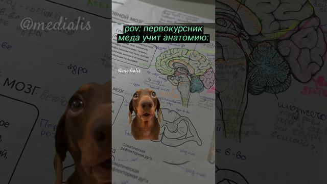Студентам-медикам посвящается... 👻