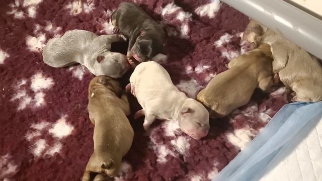 Мы родились! 6 щенков французского бульдога! смотреть онлайн