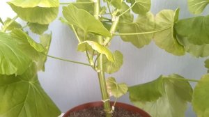 Розебудные пеларгонии. Особенности ухода