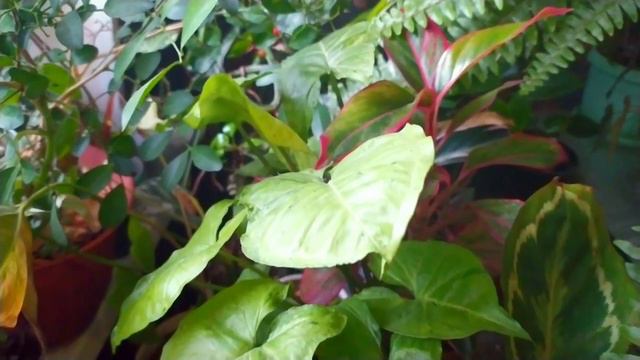 Indoor flowers/Комнатные цветы.ОБЗОР/4 февраля смотреть онлайн