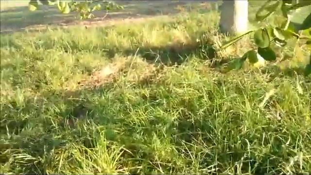 Да ты чёё! Или... как растут грецкие орехи смотреть онлайн