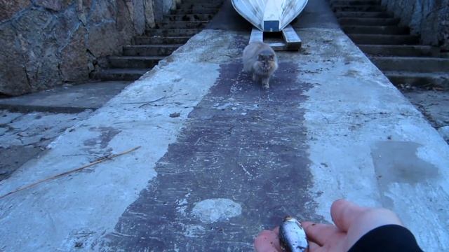 Новоладожский канал, фидер, апрель 2016 смотреть онлайн