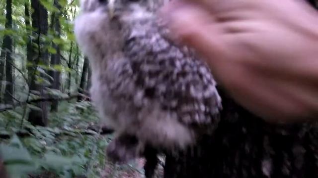 Гладим совенка в лесу - птенец совы выпавший из гнезда смотреть онлайн