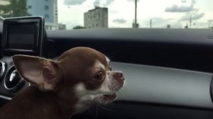 Чихуахуа лает. Slow mo. Chihuahua barking.