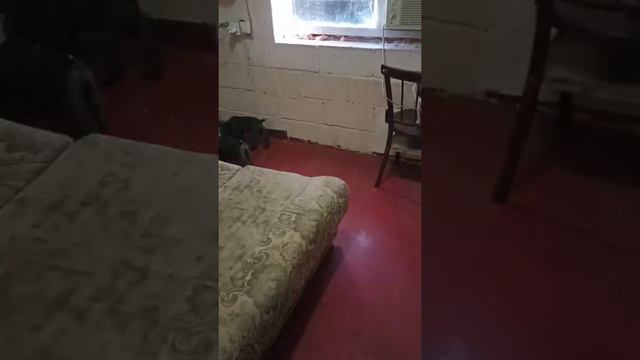 09.08.2022 год #канекорсо #щенки #щенкиканекорсо #канекорсоитальяно #корсомоялюбовь смотреть онлайн