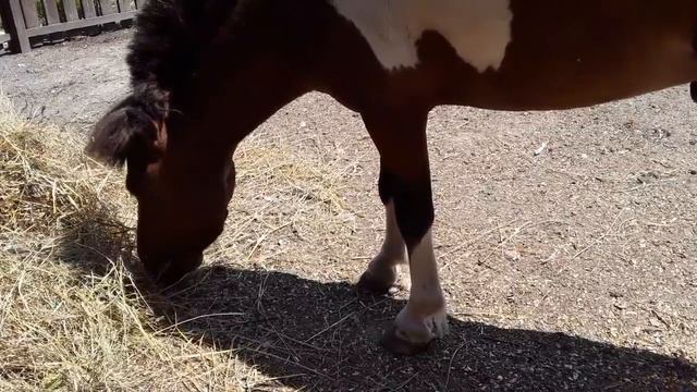 Индоутки. Можно ли перенести гнездо Утки. Сколько у утки Яйцекладок в Год.. смотреть онлайн