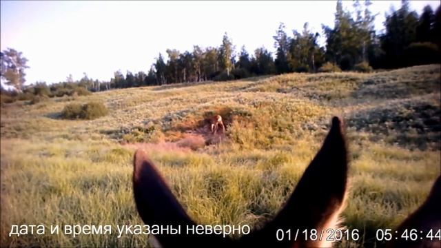 Якутия, подкормка диких животны в лесу (Биотехния). смотреть онлайн