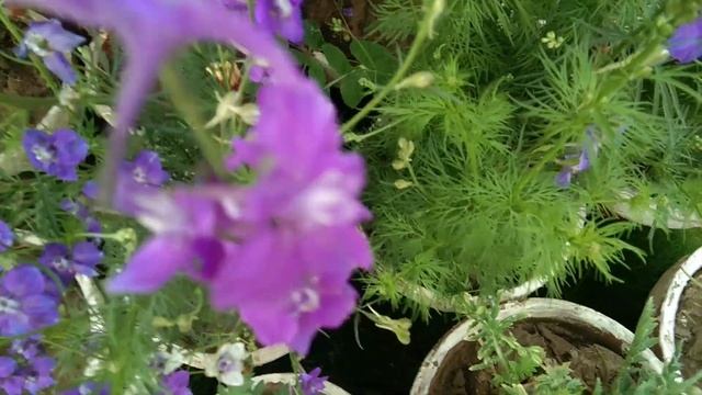 Larkspur /delphinium beautiful flowering plant all information смотреть онлайн