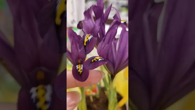 Цветы к 8 марта ждут своего покупателя ? смотреть онлайн