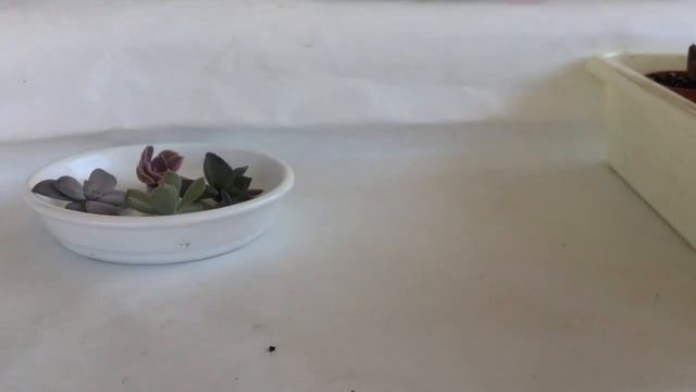 Размножение суккулентов отростками смотреть онлайн