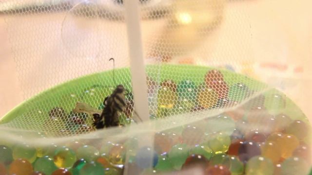 Бабочкарий Fly Fly часть 2 смотреть онлайн